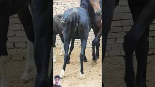 horse horseracing horselover animals equestrian duetz comedyfilms dormido funnycomedy cow [upl. by Asilam715]