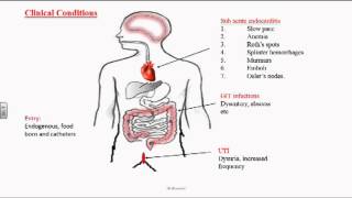 Enterococcus or Group D Streptococci [upl. by Ettennal486]