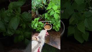 Mornings here 🧺🍅 vlogger vlog ditl morningvlog morningroutine garden greenhouse homebody [upl. by Winters]