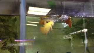 การเพาะปลากัดง่ายๆ Breeding Betta ลุงอ๋า Goldenbetta [upl. by Alegna480]