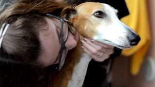 Progetto Galgo OnlusGli occhi del Galgo [upl. by Wieche]