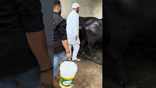 हरियाणा के पशुपालक डेरी फार्म dairyfarming buffalo bull cow dairyfarm Pashupalan Vibhag [upl. by Kit]