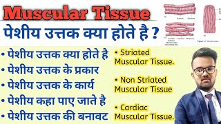 Muscular Tissue in hindi  Skeletal Muscle  Types of Muscular Tissue  Structure of Muscular Tissue [upl. by Giarg893]