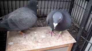 Black Racing Pigeons [upl. by Bartolomeo]