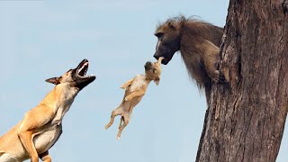 Why Do Baboons Steal Puppies [upl. by Sturdivant767]