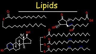 Lipids  Fatty Acids Triglycerides Phospholipids Terpenes Waxes Eicosanoids [upl. by Noelc]