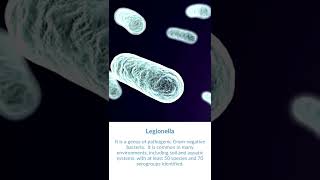 What is Legionella Bacteria [upl. by Ecinej]