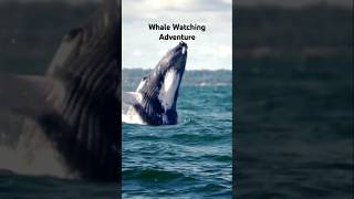 Hervey Bay Humpback Whales Natures Showstoppers on the Coast [upl. by Seena]