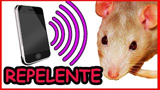 Sonido para ahuyentar ratas [upl. by Anaela976]