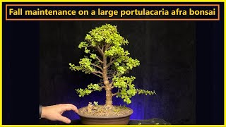 Maintenance on large portulacaria afra bonsai tree bonsaiforbeginners portulacariaafra [upl. by Zannini]