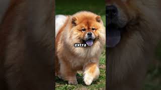 Why ChowChow Dogs Have BlackBlue Tongues [upl. by Madda]