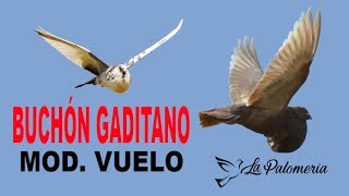 Buchón Gaditano Vuelo Breve Introducción 🔝 [upl. by Ettezus]