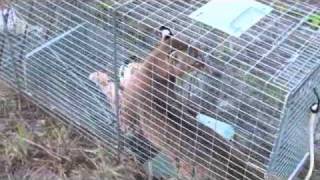 Bobcat Trapped in Our Backyard [upl. by Potts388]