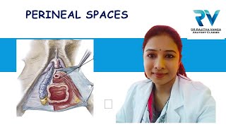 Superficial amp Deep Perineal Spaces by Dr Rajitha Vanga [upl. by Lyram]