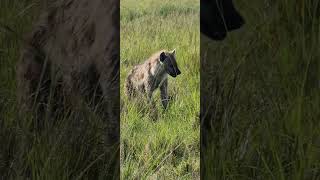 Hyena gnawing on a bone hyena animals africa [upl. by Lyrej]