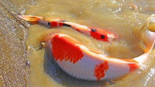 Why do Koi Fish GROW So Fast in a MUD POND Natural Pond [upl. by Walcoff]