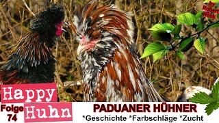 E74 Paduaner HÃ¼hner im Rasseportrait bei HAPPY HUHN  HaubenhÃ¼hner GesÃ¤umt Blau Schwarz Polish hen [upl. by Oshinski837]