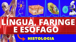 HISTOLOGIA DA LÍNGUA FARINGE E ESÔFAGO ENSINO SUPERIOR  HISTOLOGIA SISTEMA DIGESTIVO [upl. by Ohce]