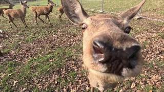 NEULICH im ERZGEBIRGE 🦌 [upl. by Iccir]