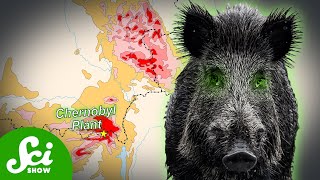 Chernobyls Radioactive Wild Boar Paradox [upl. by Barta352]