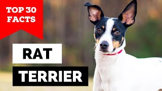 99 of Rat Terrier Owners Dont Know This [upl. by Odie805]