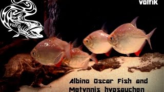 Albino Oscar Fish and Metynnis hypsauchen [upl. by Larimor]