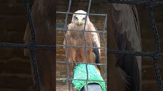 Yellow Billed Kite [upl. by Einoj]