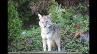 Coyote Sound  What does a Coyote sound like [upl. by Nelav]