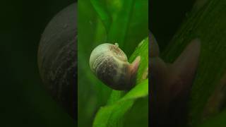 Blue Leopard Ramshorn Snail and tiny baby aquarium snail ramshorn aquaticsnail [upl. by Orr923]