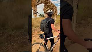 Why Do Giraffes Drink Urine Shocking Animal Behavior Explained [upl. by Ayanal]