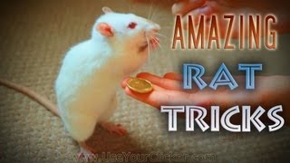 Awesome Amazing Rat Tricks [upl. by Gibrian]