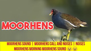 Moorhens sound  Moorhens call and noises  Noises Moorhens Morning moorhens sound ☺☺ [upl. by Nath]