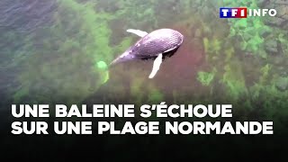 Une baleine de 8 mètres s’échoue sur une plage normande｜TF1 INFO [upl. by Carpio]