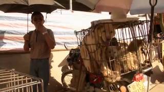 China Animal lovers and dog meat connoisseurs clash at dog meat festival [upl. by Lizette]