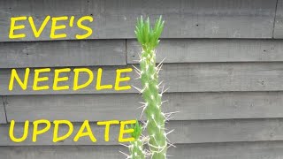 Eves Needle Updated 🌵🌵🌵 [upl. by Lower]