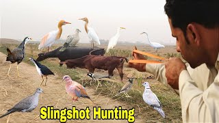 Best Hunting Birds With Handmade Slingshot ❗ [upl. by Olly]