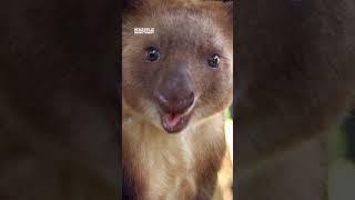 Tree Kangaroos hop onto the scales [upl. by Gnen]