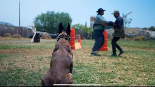 ENTRENAMIENTO en PROTECCIÓN 🥊🔥 “Pastor Belga Malinois dog guardiayproteccion pastorbelgamalinois [upl. by Attah]