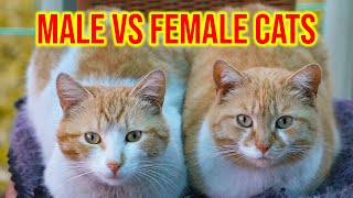 7 Differences Between Male And Female Cats [upl. by Krik]