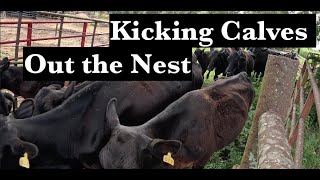 Kicking Calves Out the Nest  Morris Farms [upl. by Lalitta]