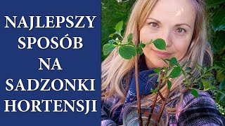 Jak skutecznie ukorzenić sztobry HORTENSJI BUKIETOWEJ  Rozmnażanie hortensji w wodzie  MrsGarden [upl. by Ardeth]