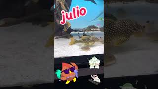 Julio mi pleco L14 sunshine pecestropicales trending fish pez aquarium music tiktok top [upl. by Netsriik]