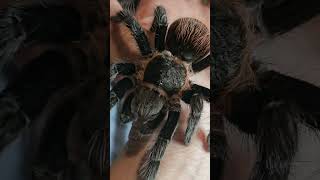 close up of female T vagans Mexican red rump [upl. by Otsirave442]