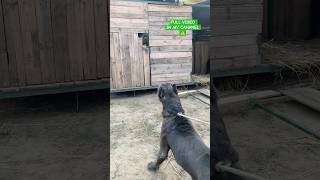 Cane Corso Dog Super Quality in india 🔥 shorts canecorso dog dogs [upl. by Tyre]