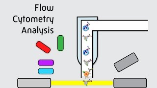 Flow Cytometry Analysis [upl. by Yaresed]