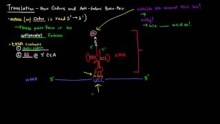 Translation Part 2 of 8  How Codons and AntiCodons Base Pair [upl. by Aicetel702]