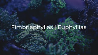 Euphyllia amp Fimbriaphyllia [upl. by Nye754]