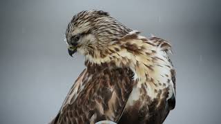 Buteo lagopus [upl. by Assillem]