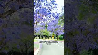 Beautiful jacaranda flower blooming shorts youtubeshorts [upl. by Ahcire]