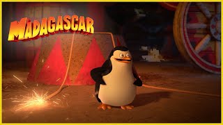 El pingüino mas gracioso  DreamWorks Madagascar en Español Latino [upl. by Orfinger]